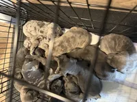 Pups , a male Great Dane and Cane Corso for sale in Indianapolis, IN – 2 of 10