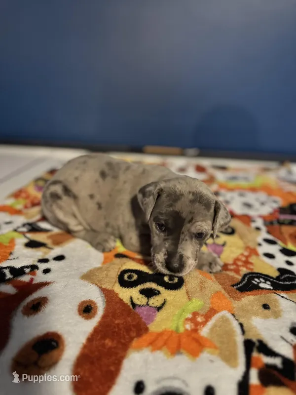 Betty  – Great Dane, Cane Corso puppy for sale in Indianapolis, IN