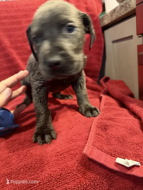 Teller – Great Dane, Cane Corso puppy for sale in Indianapolis, IN