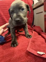 Teller, a male Great Dane and Cane Corso for sale in Indianapolis, IN – 1 of 1