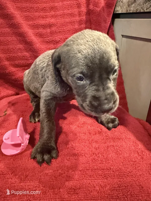 Daisy  – Great Dane, Cane Corso puppy for sale in Indianapolis, IN