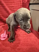 Daisy , a male Great Dane and Cane Corso for sale in Indianapolis, IN – 1 of 1