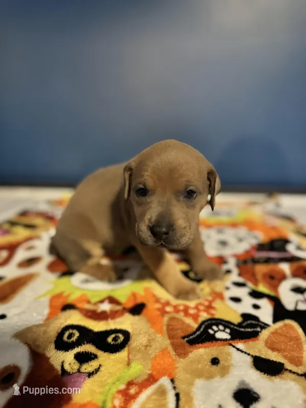 Maple  – Great Dane, Cane Corso puppy for sale in Indianapolis, IN