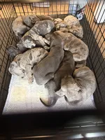 Pups , a male Great Dane and Cane Corso for sale in Indianapolis, IN – 4 of 10