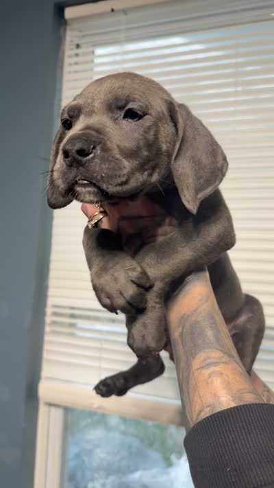 Benny , a male Great Dane and Cane Corso for sale in Indianapolis, IN – 1 of 1