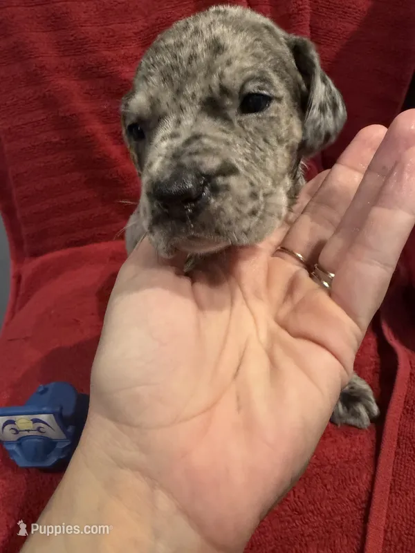 Carl  – Great Dane, Cane Corso puppy for sale in Indianapolis, IN