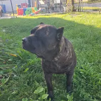 Diamond ... White, a female Cane Corso for sale in Chicago, IL – Photo 5 of 10