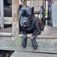 Diamond ... White, a female Cane Corso for sale in Chicago, IL – Photo 7 of 10
