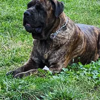 Diamond ... White, a female Cane Corso for sale in Chicago, IL – Photo 10 of 10