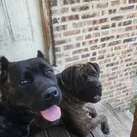 Diamond ... White, a female Cane Corso for sale in Chicago, IL – Photo 8 of 10