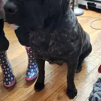 George Foreman gold, a male Cane Corso for sale in Chicago, IL – Photo 7 of 9