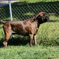George Foreman gold, a male Cane Corso for sale in Chicago, IL – Photo 6 of 9