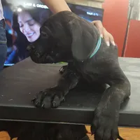 George Foreman gold, a male Cane Corso for sale in Chicago, IL – Photo 4 of 9