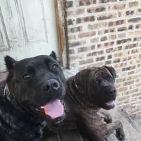 George Foreman gold, a male Cane Corso for sale in Chicago, IL – Photo 5 of 9