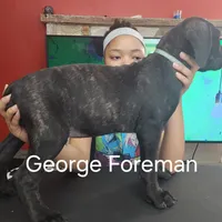 George Foreman gold, a male Cane Corso for sale in Chicago, IL – Photo 3 of 9