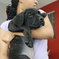 George Foreman gold, a male Cane Corso for sale in Chicago, IL – Photo 1 of 9