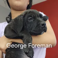 George Foreman gold, a male Cane Corso for sale in Chicago, IL – Photo 2 of 9