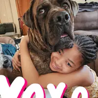 George Foreman gold, a male Cane Corso for sale in Chicago, IL – Photo 8 of 9