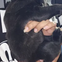 Shirley pink, a female Cane Corso for sale in Chicago, IL – Photo 1 of 7