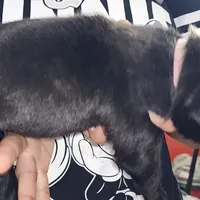 Shirley pink, a female Cane Corso for sale in Chicago, IL – Photo 2 of 7