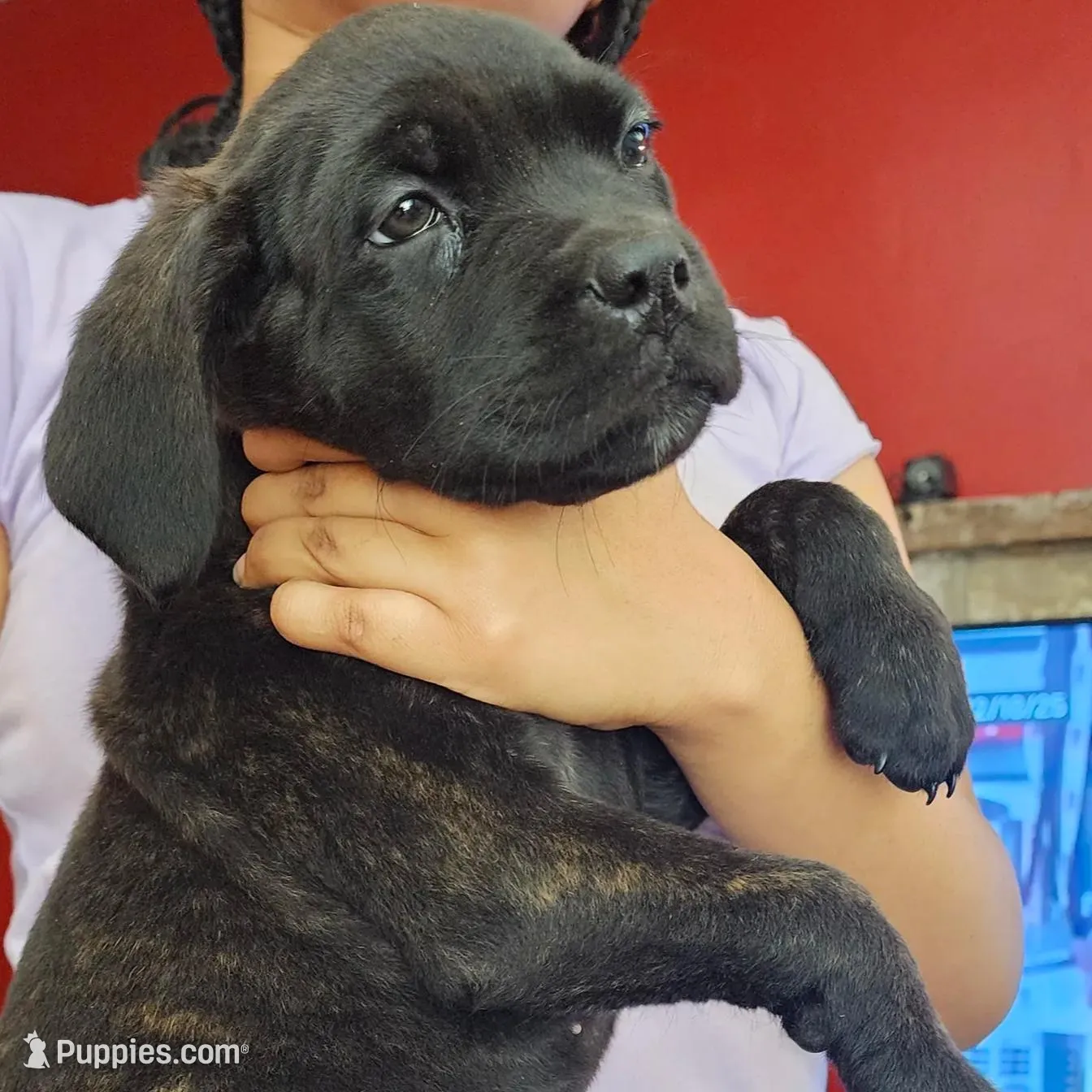 Mike Tyson....... Orange