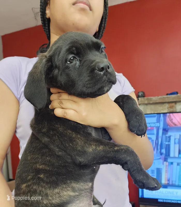 Mike Tyson....... Orange