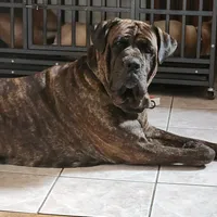 Bobby Brown..... Black, a male Cane Corso for sale in Chicago, IL – Photo 8 of 10