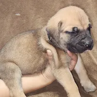 Bobby Brown..... Black, a male Cane Corso for sale in Chicago, IL – Photo 5 of 10