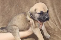 processed/6656df10-698b-4a95-8aa0-f932cfd7187a/listing/cf2f8a0a-6c0d-4a6b-9857-ca43d86b775c/04cb74b1-46d1-464c-a264-2aac790e9b93