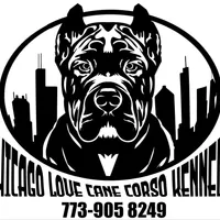 Bobby Brown..... Black, a male Cane Corso for sale in Chicago, IL – Photo 10 of 10