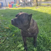Bobby Brown..... Black, a male Cane Corso for sale in Chicago, IL – Photo 9 of 10