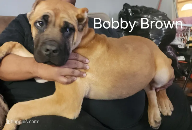Bobby Brown..... Black – Cane Corso puppy for sale in Chicago, IL