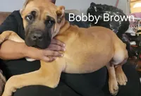 Bobby Brown..... Black, a male Cane Corso for sale in Chicago, IL – Photo 1 of 10