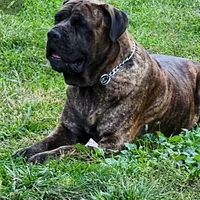 Bobby Brown..... Black, a male Cane Corso for sale in Chicago, IL – Photo 7 of 10