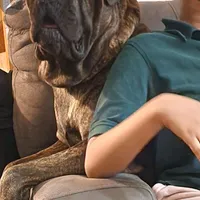 Bobby Brown..... Black, a male Cane Corso for sale in Chicago, IL – Photo 6 of 10