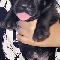 Chris Brown, a male Cane Corso for sale in Chicago, IL – Photo 3 of 9