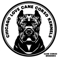 Chris Brown, a male Cane Corso for sale in Chicago, IL – Photo 6 of 9