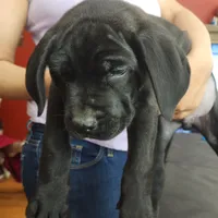 Chris Brown, a male Cane Corso for sale in Chicago, IL – Photo 2 of 9