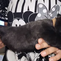 Chris Brown, a male Cane Corso for sale in Chicago, IL – Photo 4 of 9