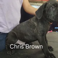 Chris Brown, a male Cane Corso for sale in Chicago, IL – Photo 1 of 9