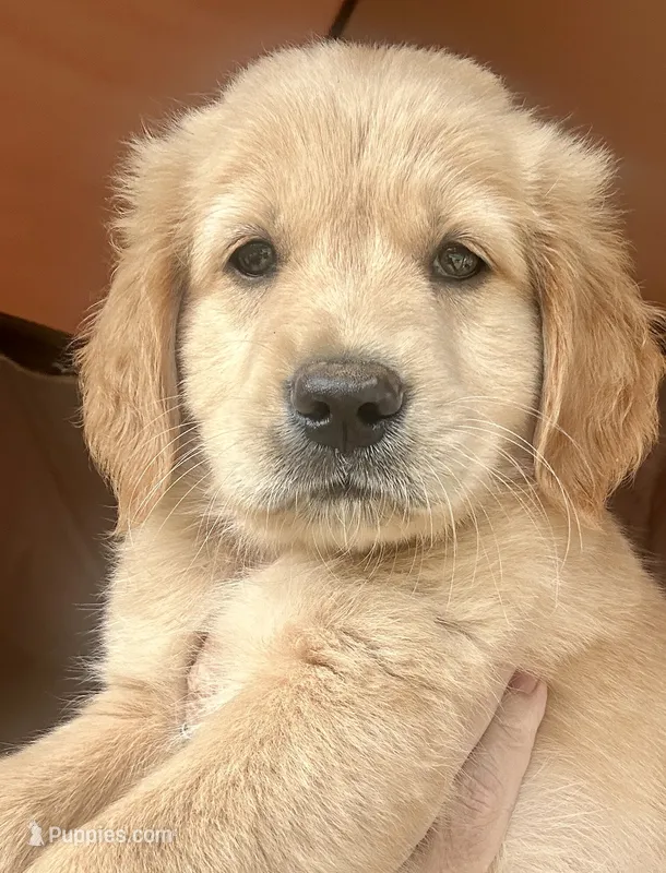 Sassy – Golden Retriever puppy for sale in Stony Point, NC