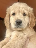 Sassy, a female Golden Retriever for sale in Stony Point, NC – 1 of 8