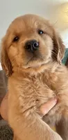 Violet, a female Golden Retriever for sale in Stony Point, NC – 3 of 9