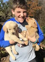 Dusty, a male Golden Retriever for sale in Stony Point, NC – 7 of 8