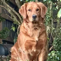 Ella, a female Golden Retriever for sale in Stony Point, NC – Photo 3 of 8