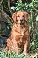 Ella, a female Golden Retriever for sale in Stony Point, NC – Photo 2 of 7
