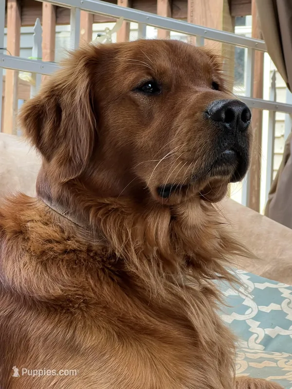 Ella, a female Golden Retriever for sale in Stony Point, NC – Photo 1 of 7