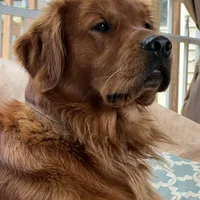 Ella, a female Golden Retriever for sale in Stony Point, NC – Photo 2 of 8