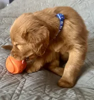 Ella, a female Golden Retriever for sale in Stony Point, NC – Photo 1 of 8