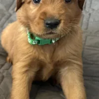 Ella, a female Golden Retriever for sale in Stony Point, NC – Photo 5 of 8